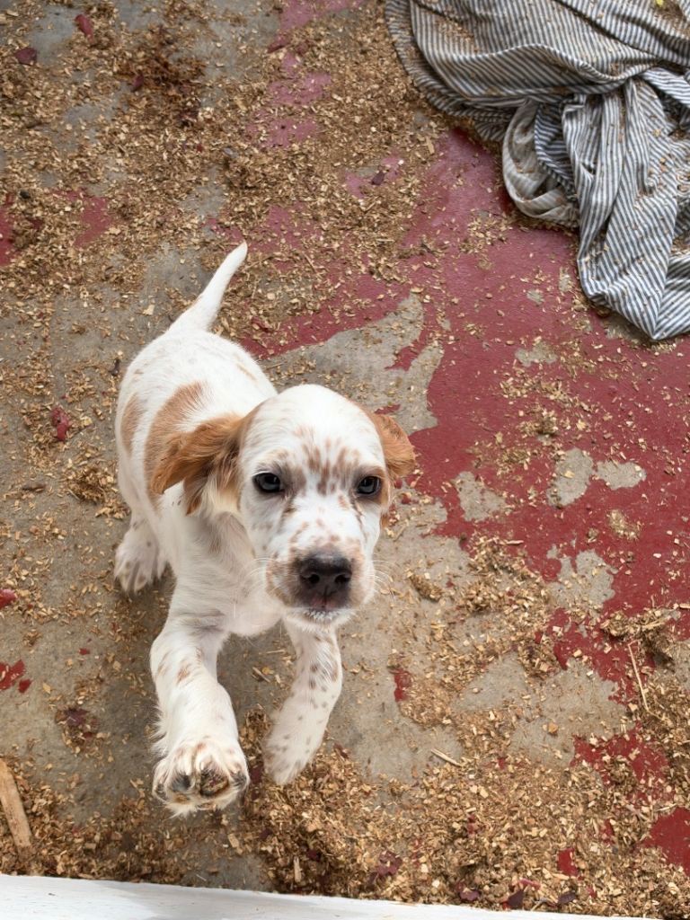 Red and white Irish  setters 