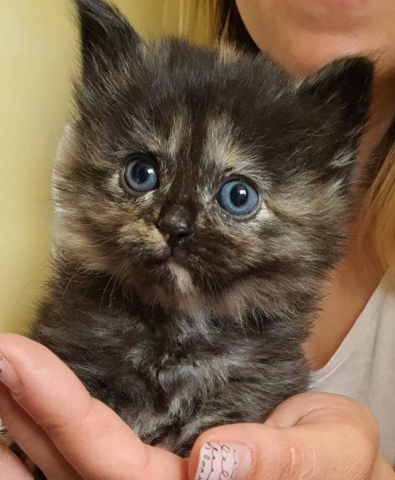 Five beautiful and healthy kittens ragdoll cross mixed litter 