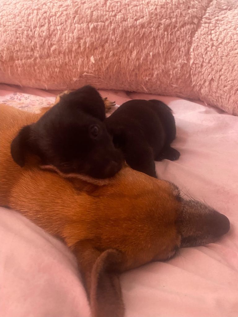 Chihuahua x yorkipoo pup