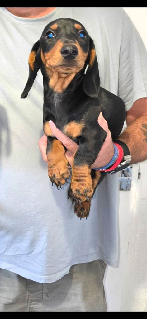 Beautiful black and tan boy available 