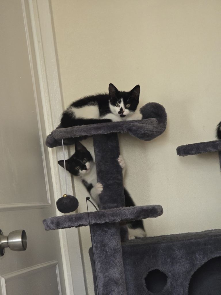 3 female kittens 