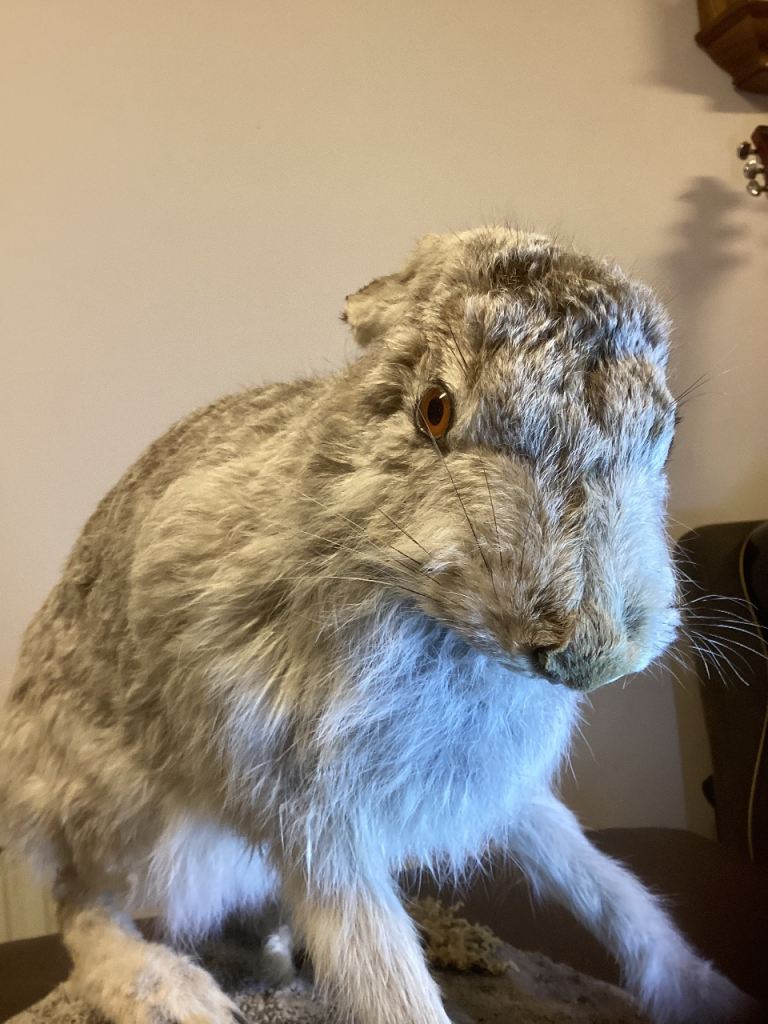 Taxidermy white hare