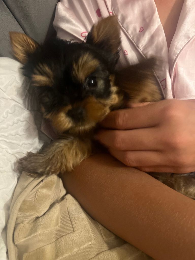 ❤️Yorkshire Terrier Mini - BOY❤️