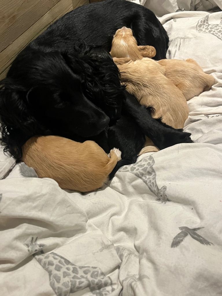 Cocker spaniel puppies 
