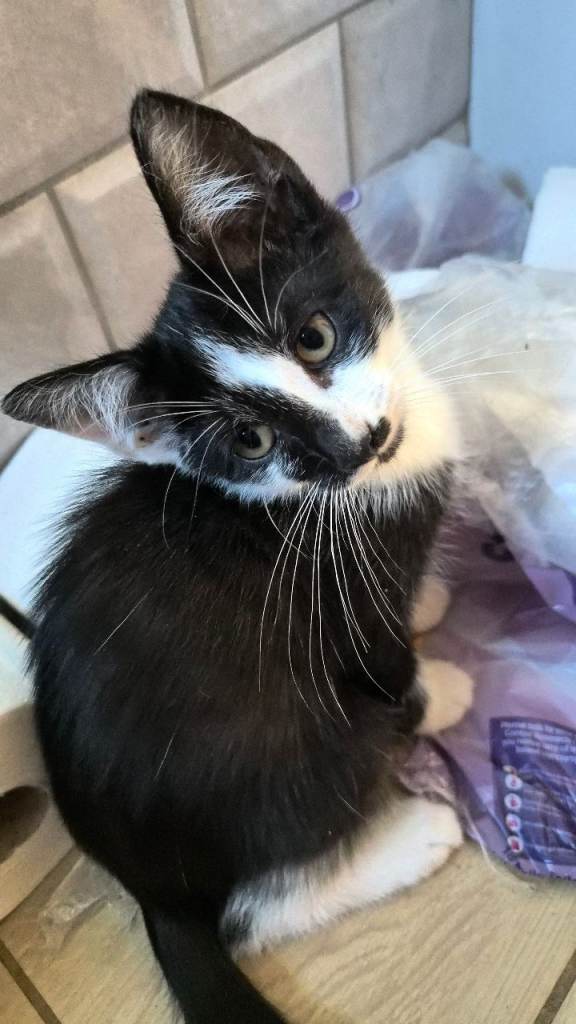 KITTENS READY NOW 8 WEEKS OLD GORGEOUS