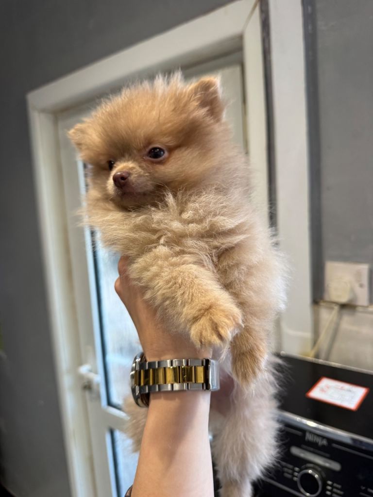 Puppy 