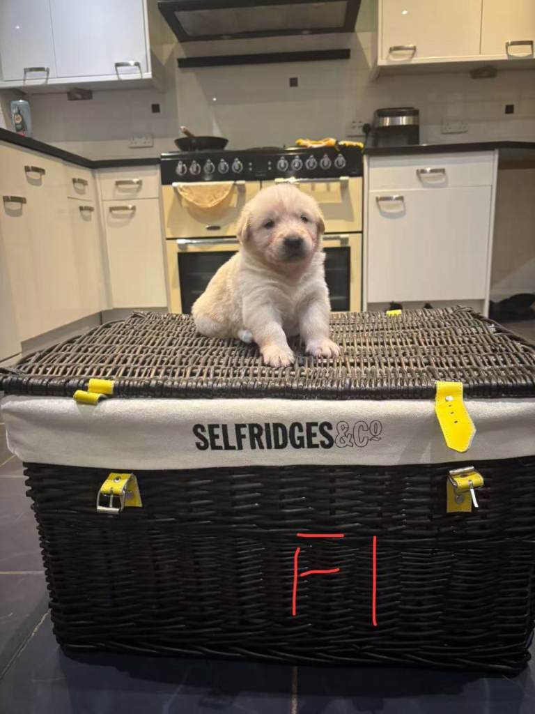 image for puppies for sale