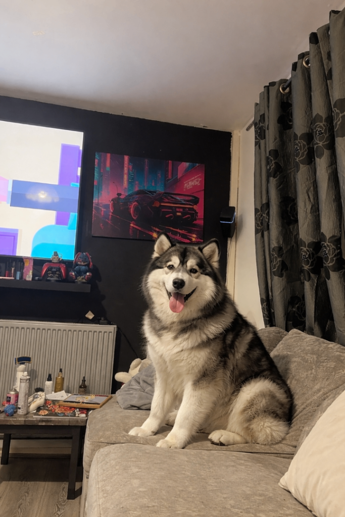 Alaskan Malamute puppies 