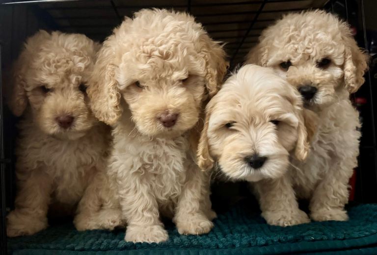 Beautiful F2B Cockapoo puppies 