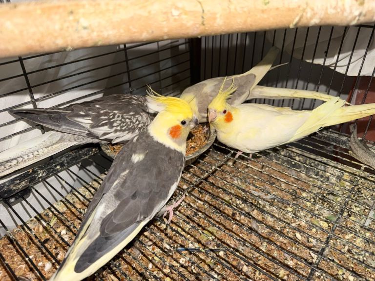 Baby cockatiel birds and budgies