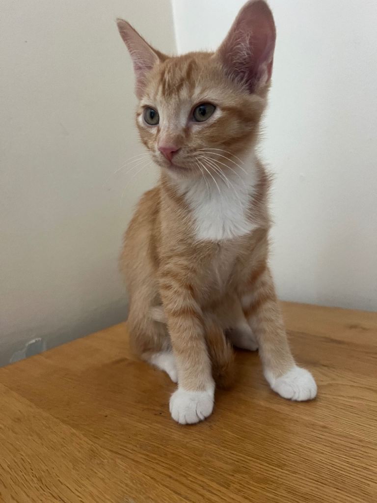  kitten
