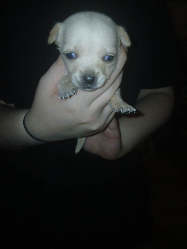 4 chihuahua puppies 