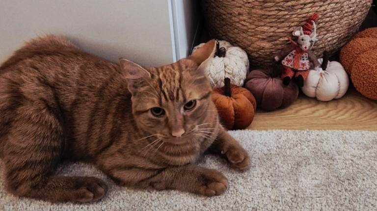 Beautiful 7½-Month-Old Ginger Cat Looking for a Loving Home