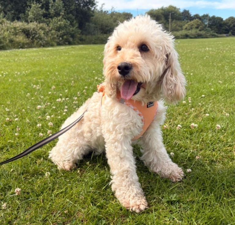 4 year old cockapoo