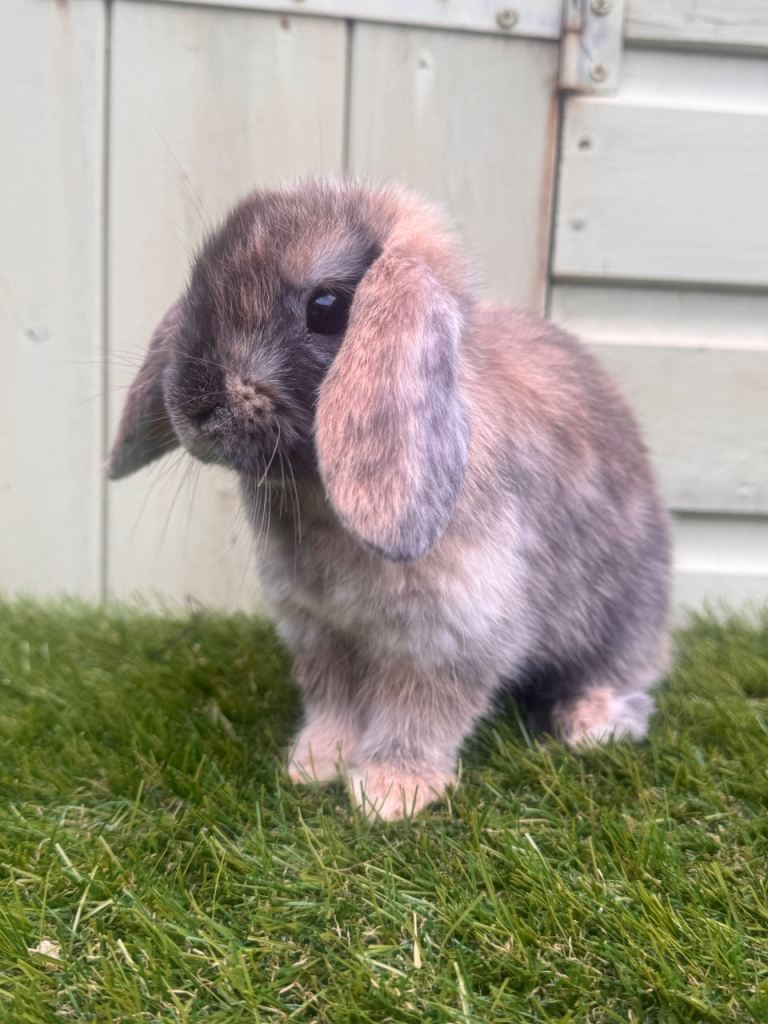 Mini lops rabbits 