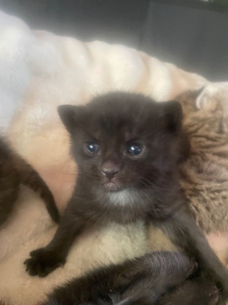Black fluffy kittens 