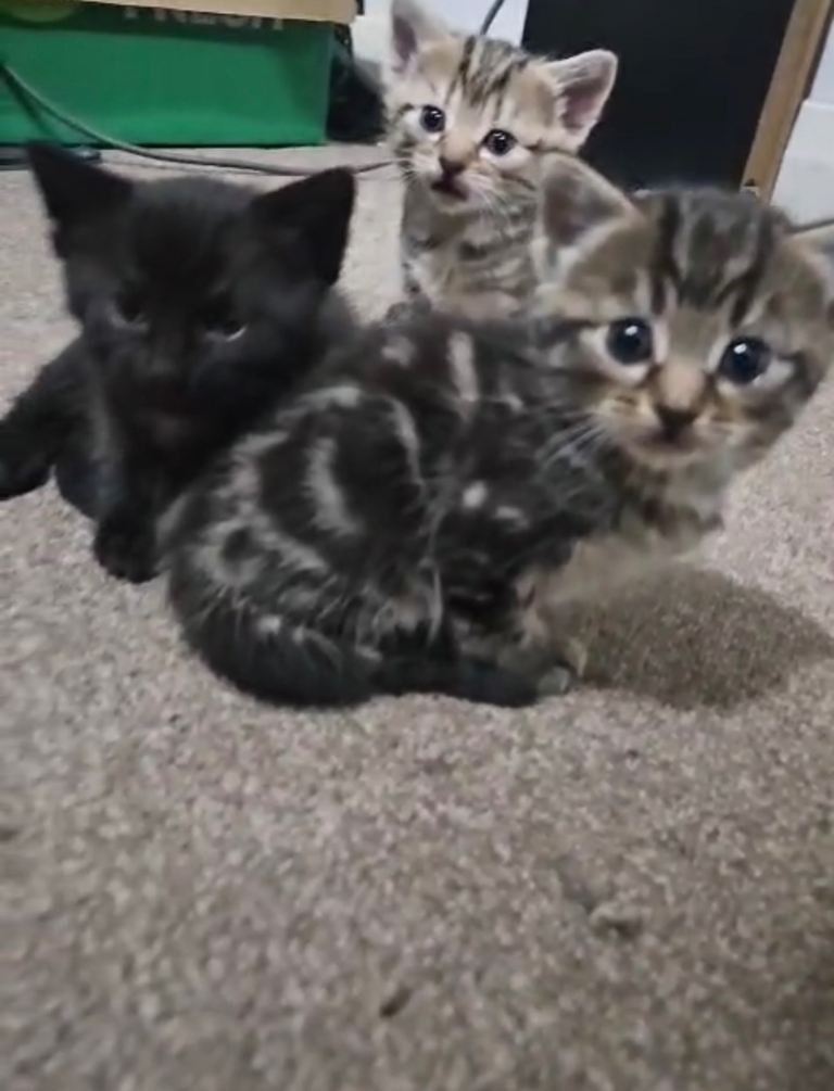 4 cute kittens to be rehomed 