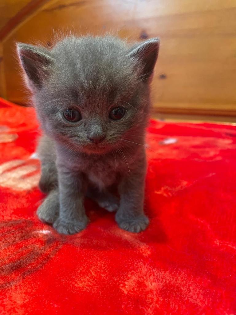 Blue grey kittens for sale 