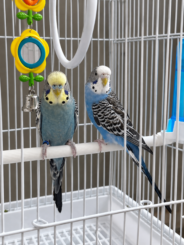 Pair of Budgies with Cage & Toys – Male and Female