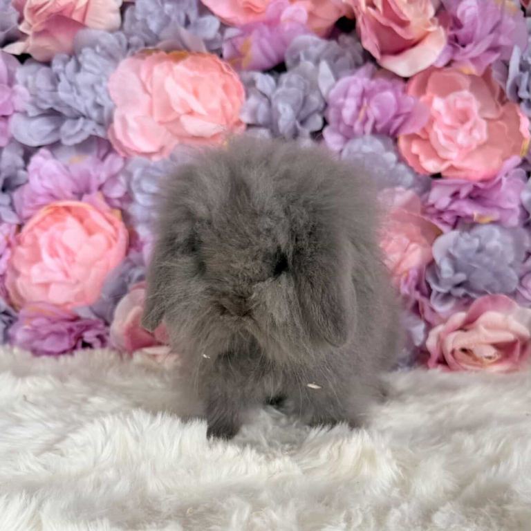 🌸 Friendly Dm Lionlops 🌸 xxx