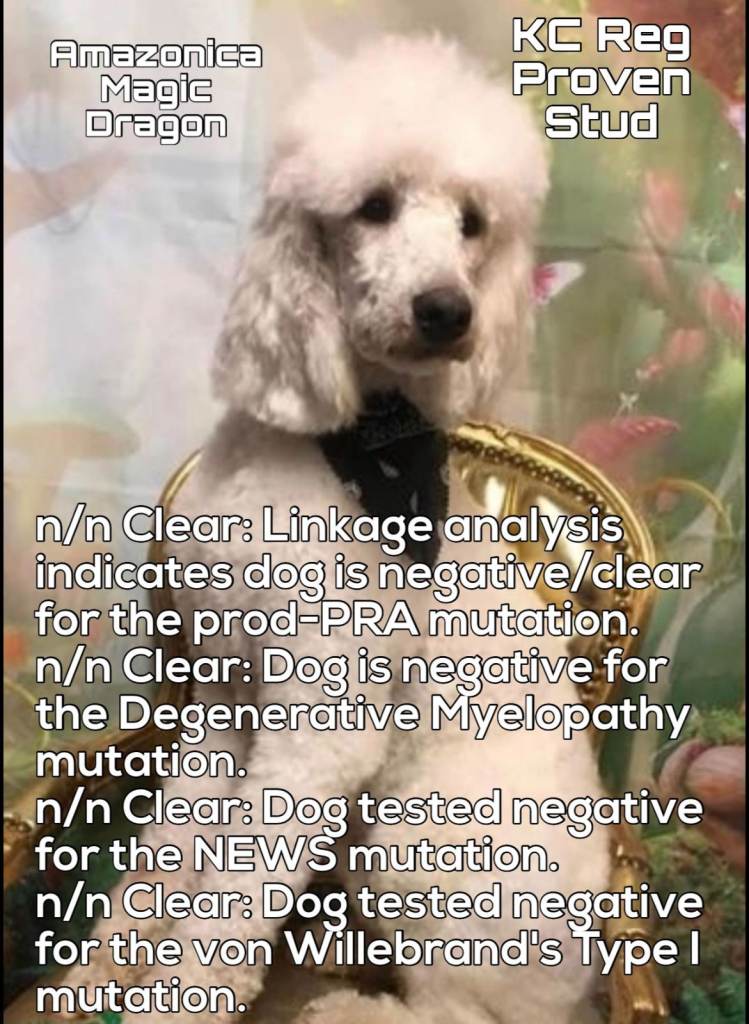 1 black girl left (orange writing) Labradoodle pups.