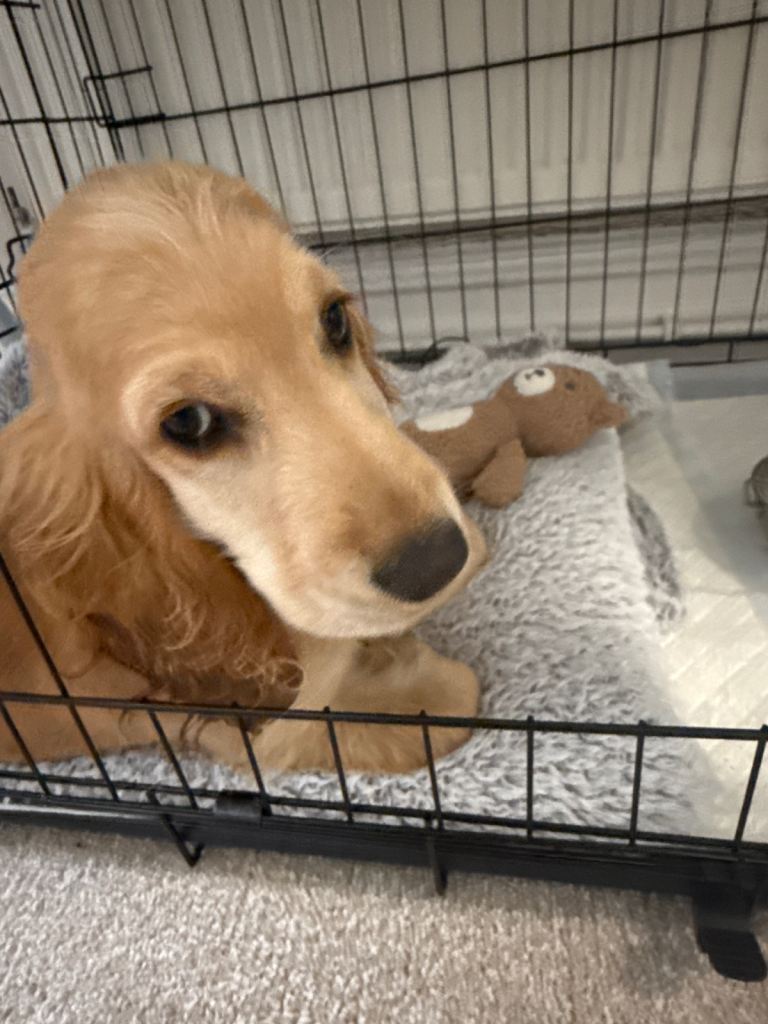 English Cocker Spaniel 
