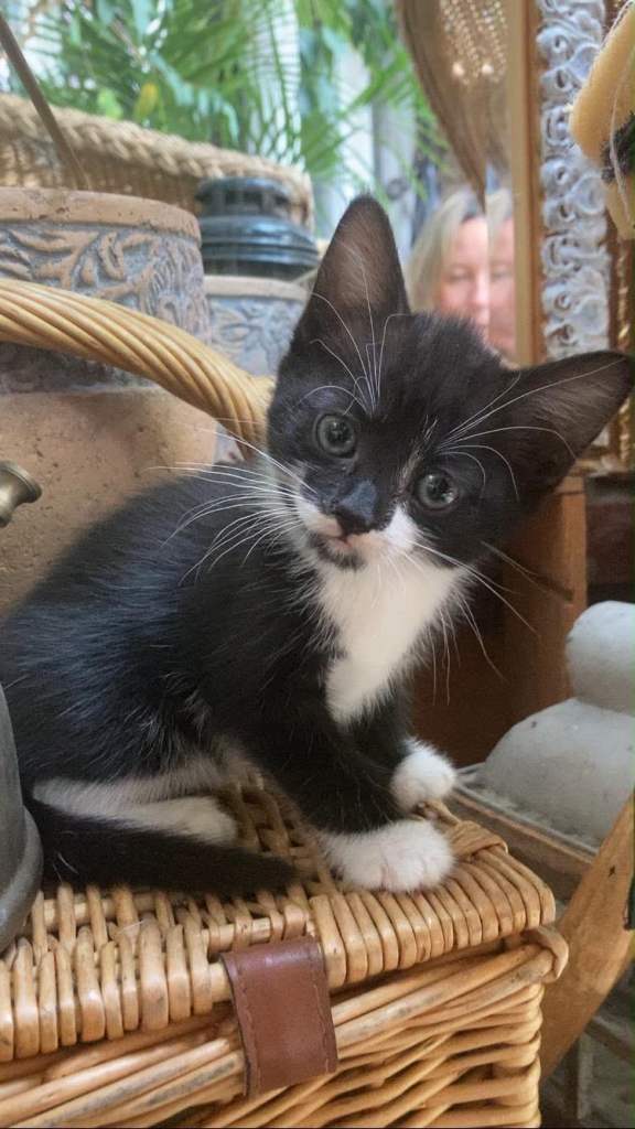 Adorable Female Tuxedo mix Kitten 