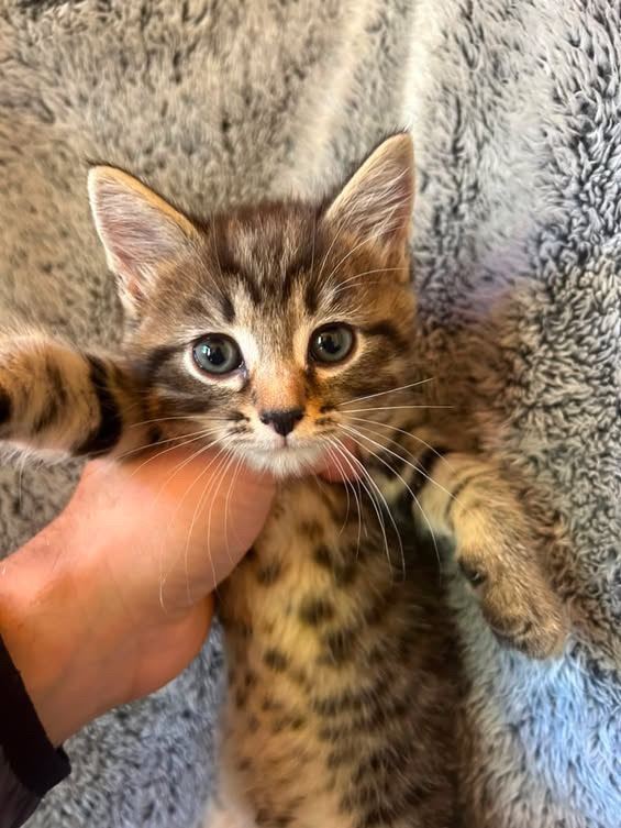 Tabby kittens ready to leave 
