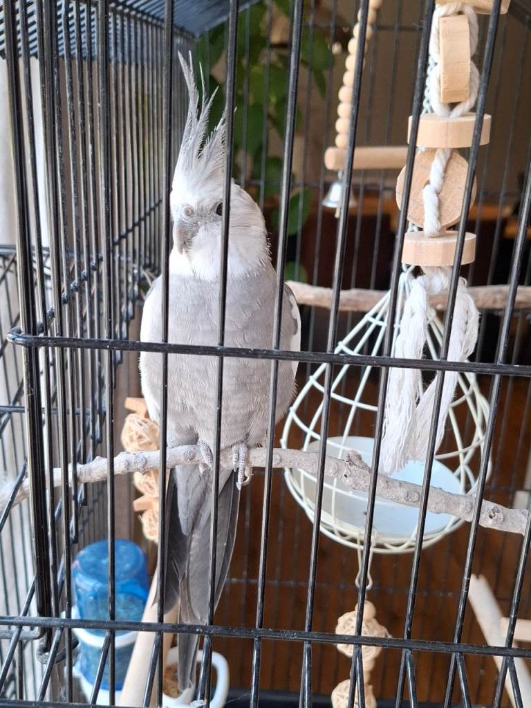 Cockatiel cage and accesories 