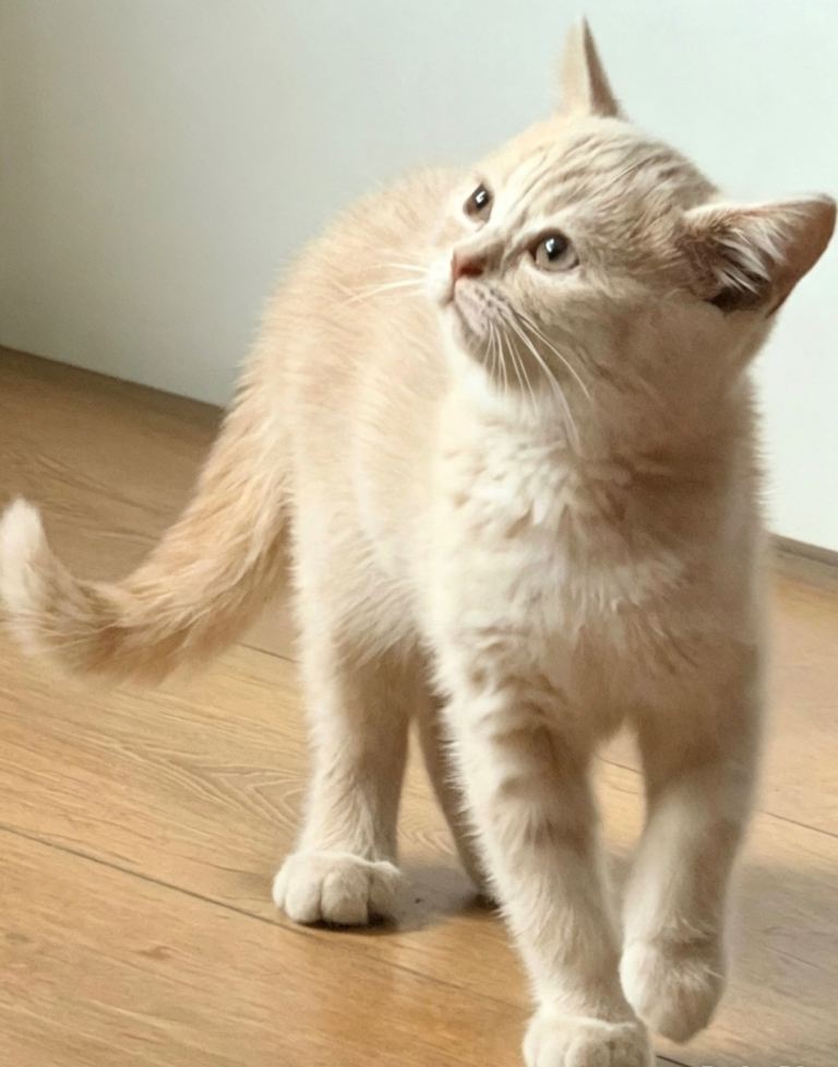 Beautiful Cream British Shorthair kitten 🐱 