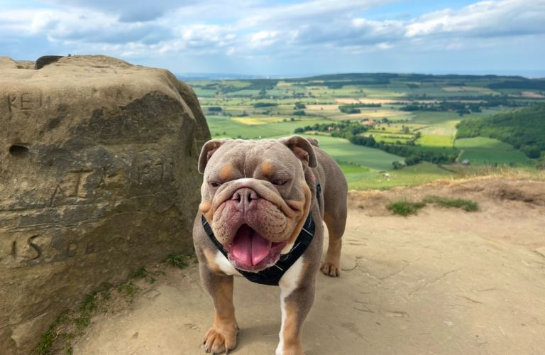 English bulldog puppy