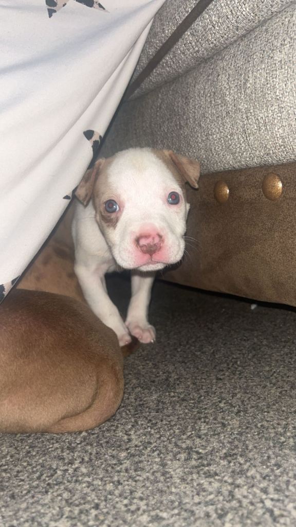 Puppies for sale 