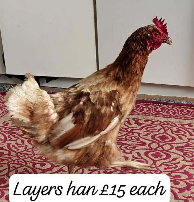 Healthy Red Leying Hens and birds looking for new home
