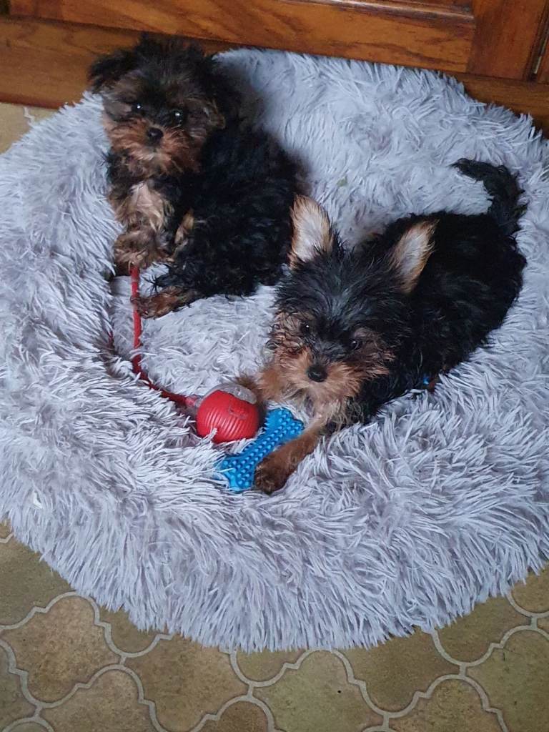 Yorkshire terrier puppies  2 girls