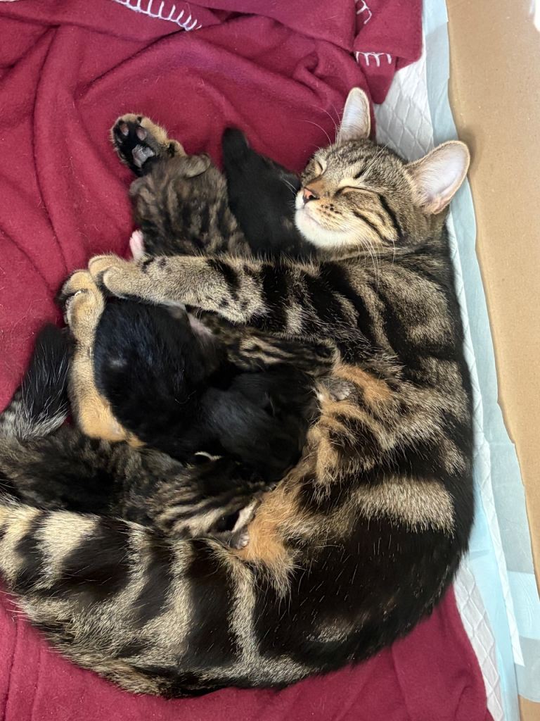 4 half bengal, half tabby kittens for sale.