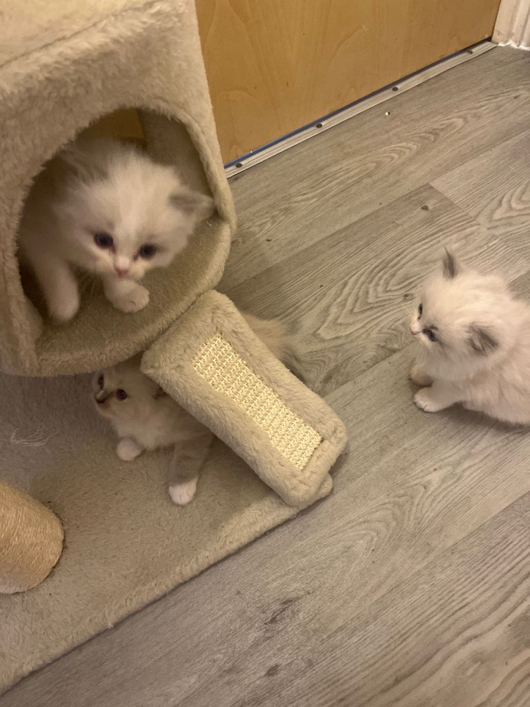 Beautiful Ragdoll Kittens For Sale