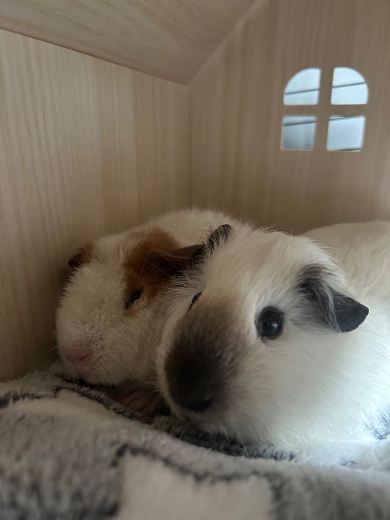 male guinea pigs