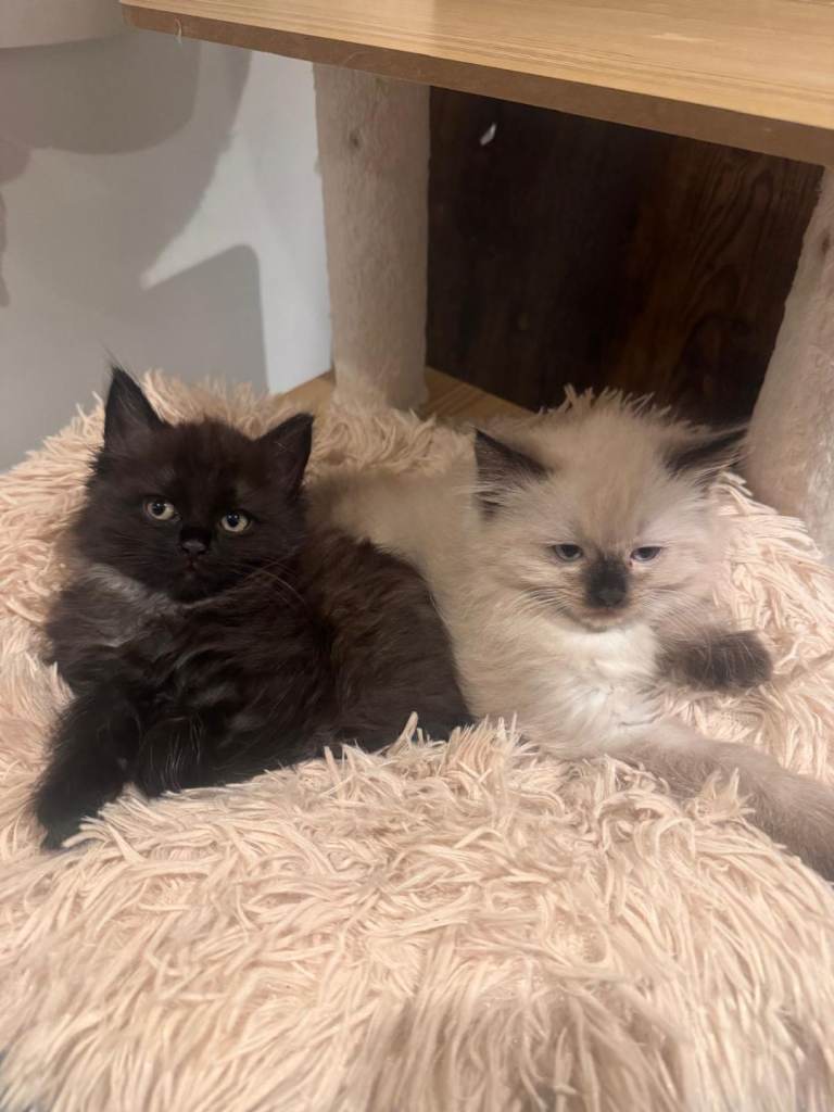 Pure Ragdoll kitten and half Ragdoll kitten 