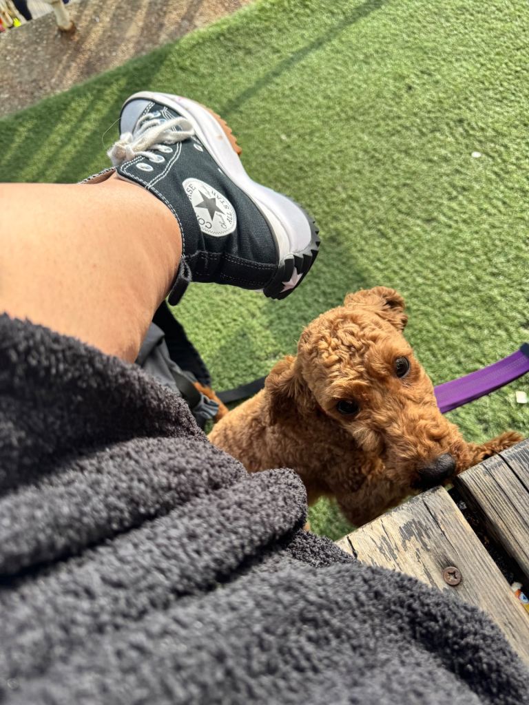 KC Red Fox miniature toy Poodle puppy ready now