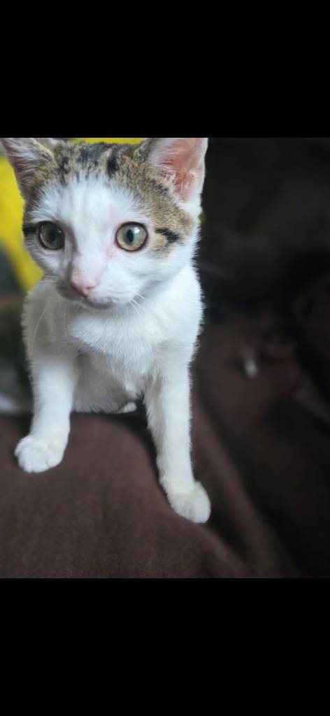 Lovely kitten female 