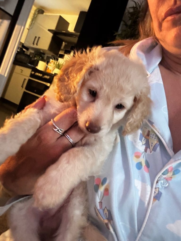 Golden doodles 