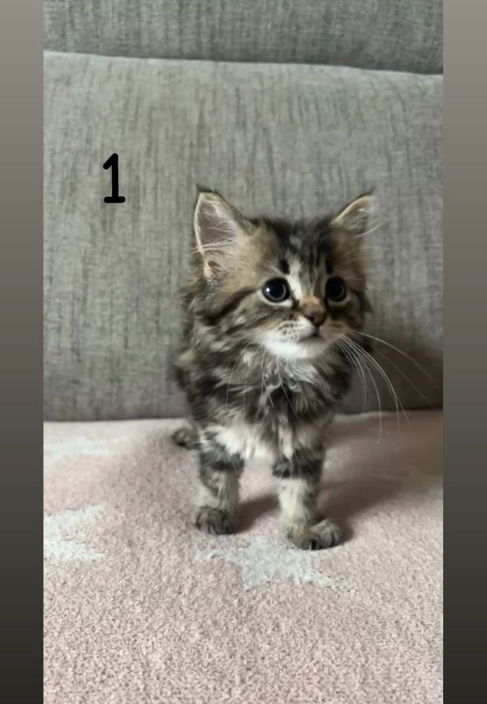 3 female kittens 