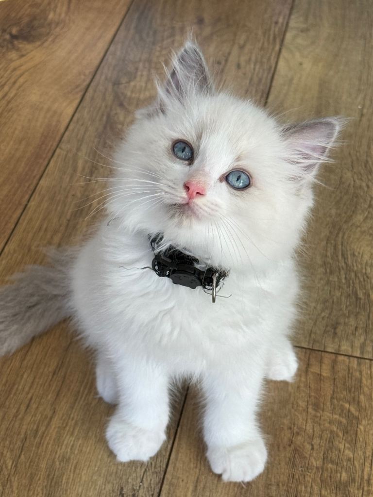 GCCF/TICA 2 RAGDOLLS KITTENS FOR SALE 