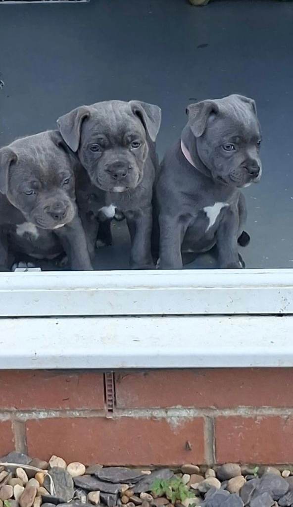 Beautiful blue staffie puppies!! kc registered!! 