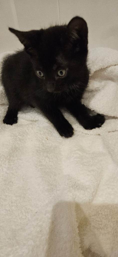Lovely little kitten for sale