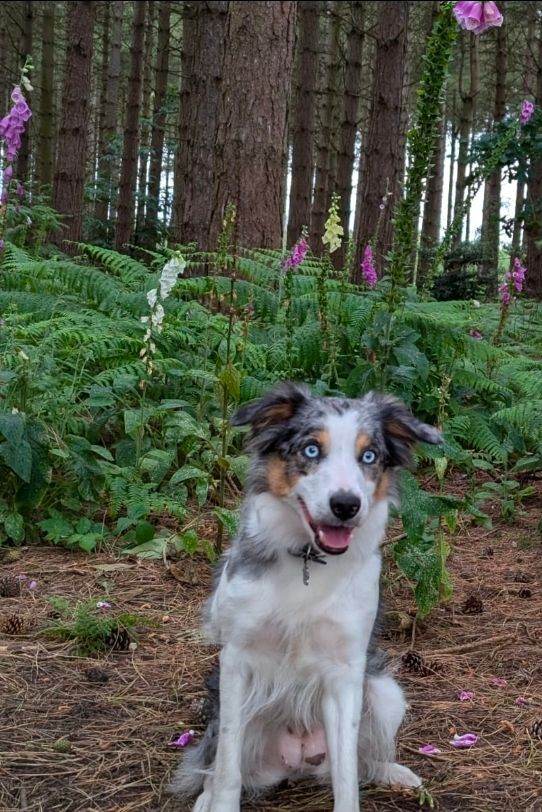 Blue merle bordercollie