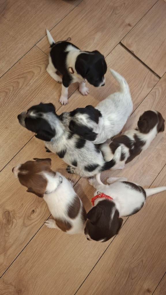 Jackapoos