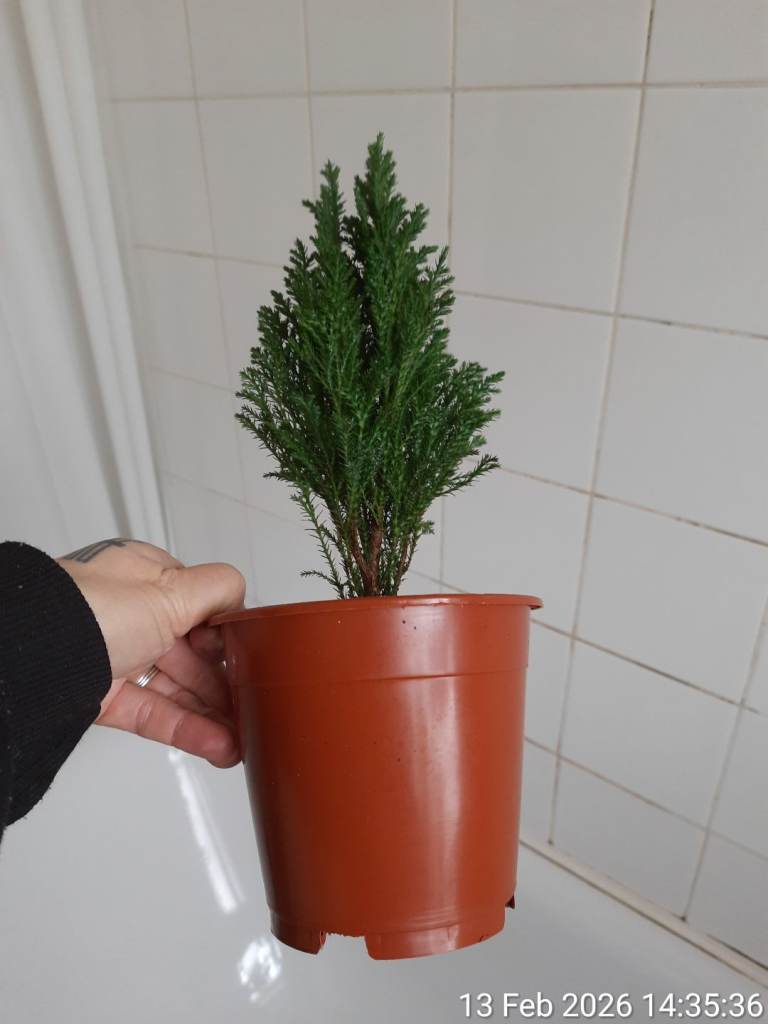 Chamaecyparis ▪︎ hardy conifer in Ø13cm nursery pot