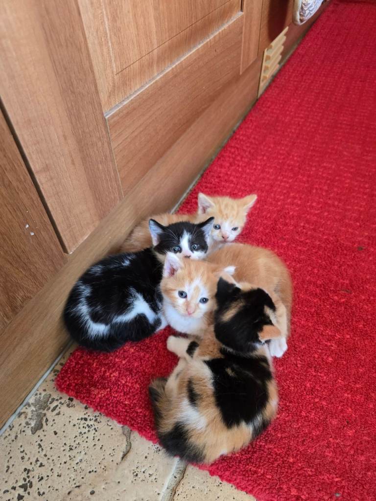Adorable Kittens for Sale 