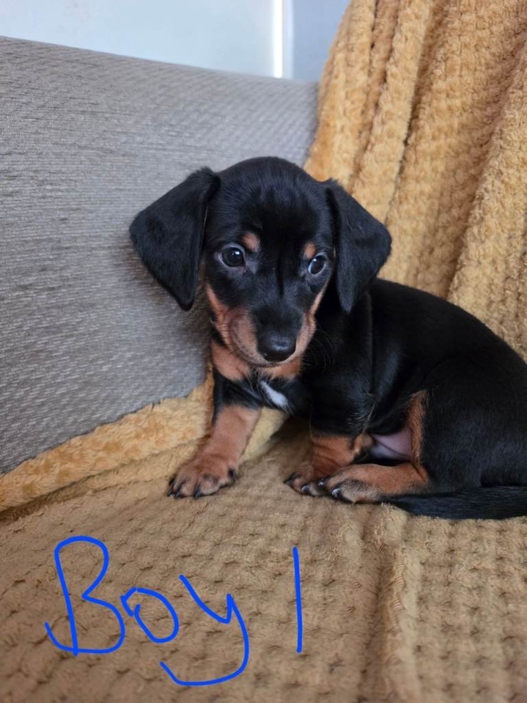 3 dachshund pups looking for there forever home 